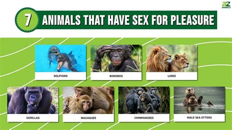 women having sex with animal|Why animal orgasm matters to our moral universe .